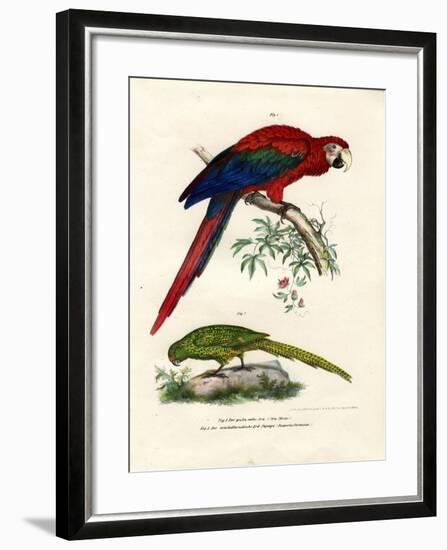 The Scarlet Macaw, 1864-null-Framed Giclee Print