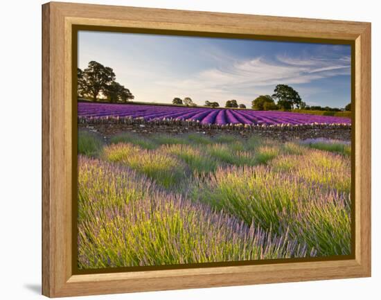 The Scent of Summer-Doug Chinnery-Framed Premier Image Canvas