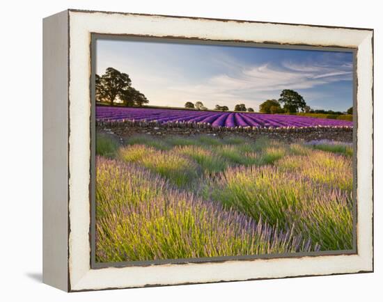 The Scent of Summer-Doug Chinnery-Framed Premier Image Canvas