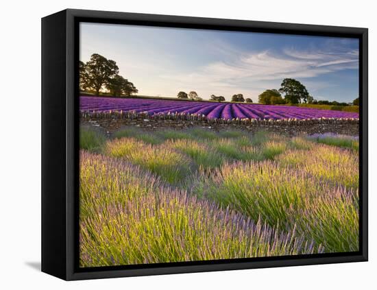 The Scent of Summer-Doug Chinnery-Framed Premier Image Canvas