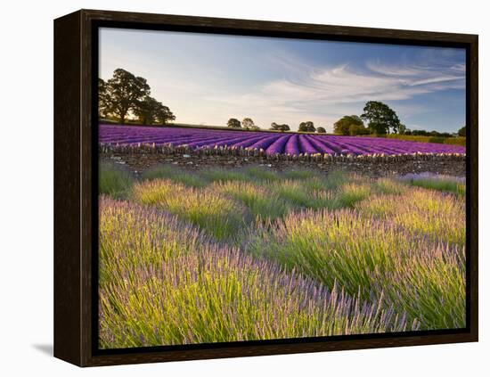 The Scent of Summer-Doug Chinnery-Framed Premier Image Canvas