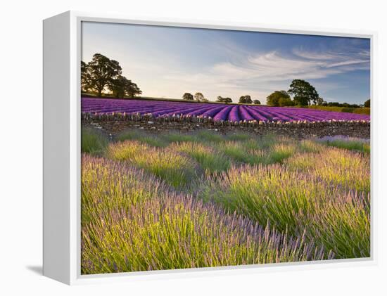 The Scent of Summer-Doug Chinnery-Framed Premier Image Canvas