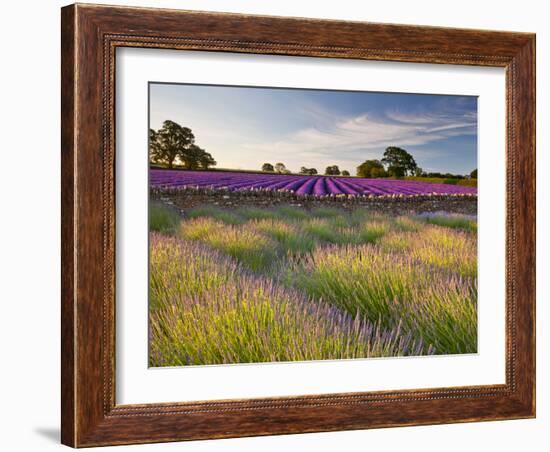 The Scent of Summer-Doug Chinnery-Framed Photographic Print