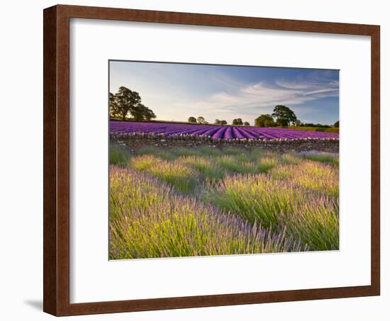 The Scent of Summer-Doug Chinnery-Framed Photographic Print