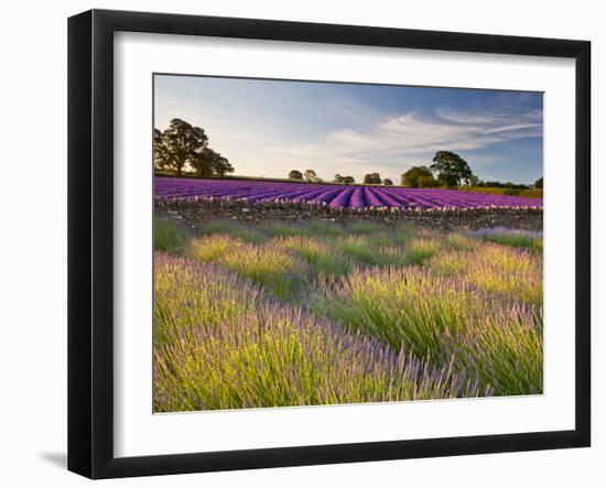 The Scent of Summer-Doug Chinnery-Framed Photographic Print