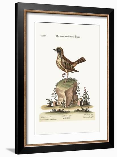 The Schomburger, 1749-73-George Edwards-Framed Giclee Print