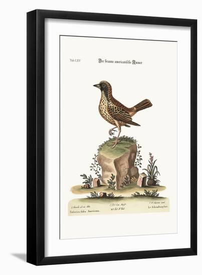 The Schomburger, 1749-73-George Edwards-Framed Giclee Print