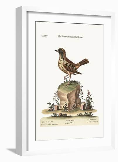 The Schomburger, 1749-73-George Edwards-Framed Giclee Print