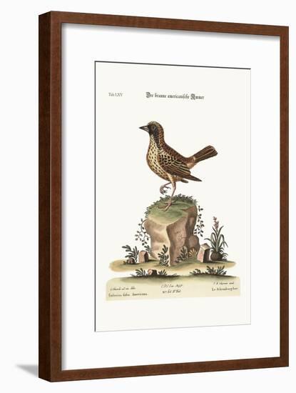 The Schomburger, 1749-73-George Edwards-Framed Giclee Print