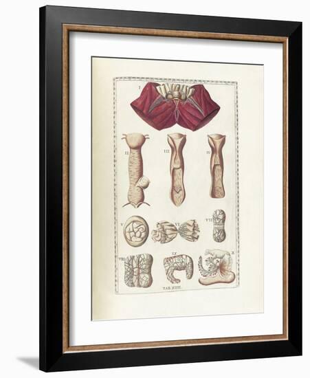 The Science of Human Anatomy by Bartholomeo Eustachi-Stocktrek Images-Framed Art Print