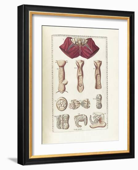 The Science of Human Anatomy by Bartholomeo Eustachi-Stocktrek Images-Framed Art Print