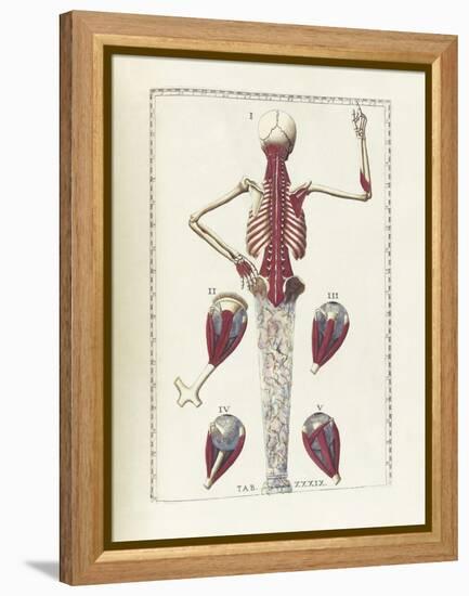 The Science of Human Anatomy by Bartholomeo Eustachi-Stocktrek Images-Framed Stretched Canvas