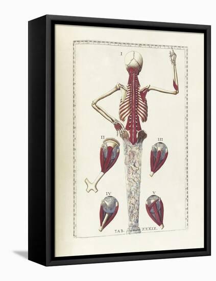 The Science of Human Anatomy by Bartholomeo Eustachi-Stocktrek Images-Framed Stretched Canvas