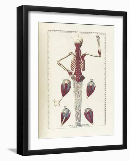 The Science of Human Anatomy by Bartholomeo Eustachi-Stocktrek Images-Framed Art Print