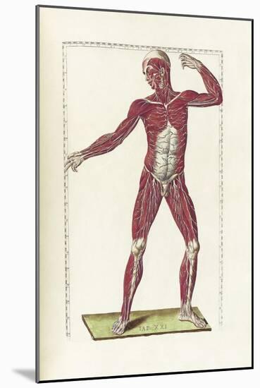 The Science of Human Anatomy by Bartholomeo Eustachi-Stocktrek Images-Mounted Art Print