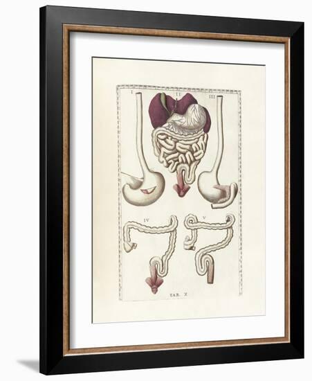 The Science of Human Anatomy by Bartholomeo Eustachi-Stocktrek Images-Framed Art Print