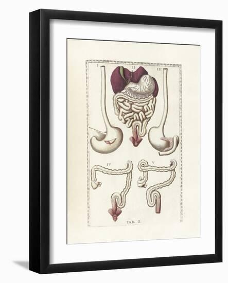 The Science of Human Anatomy by Bartholomeo Eustachi-Stocktrek Images-Framed Art Print