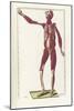 The Science of Human Anatomy by Bartholomeo Eustachi-Stocktrek Images-Mounted Art Print