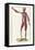 The Science of Human Anatomy by Bartholomeo Eustachi-Stocktrek Images-Framed Stretched Canvas