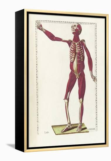 The Science of Human Anatomy by Bartholomeo Eustachi-Stocktrek Images-Framed Stretched Canvas