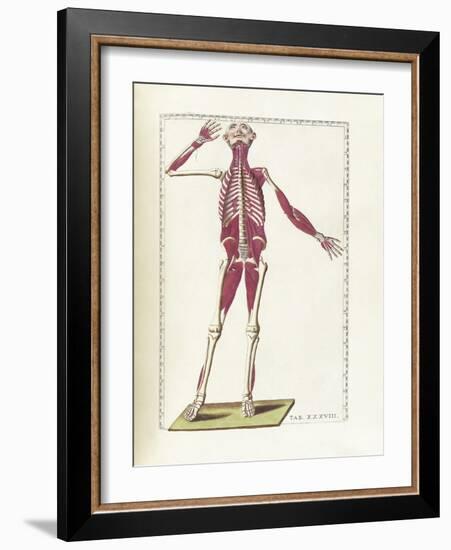 The Science of Human Anatomy by Bartholomeo Eustachi-Stocktrek Images-Framed Art Print