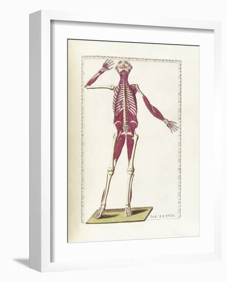 The Science of Human Anatomy by Bartholomeo Eustachi-Stocktrek Images-Framed Art Print