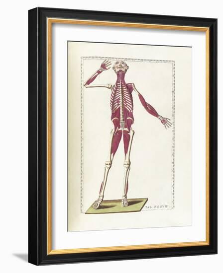 The Science of Human Anatomy by Bartholomeo Eustachi-Stocktrek Images-Framed Art Print