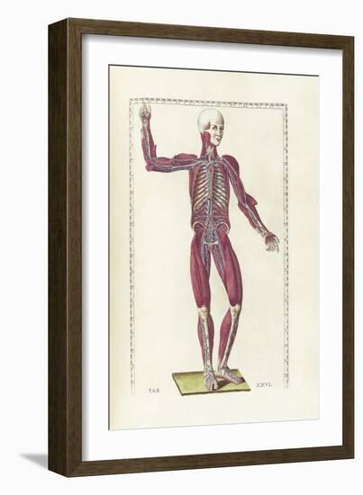 The Science of Human Anatomy by Bartholomeo Eustachi-Stocktrek Images-Framed Art Print