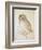 The Screech Owl-Albrecht Dürer-Framed Giclee Print