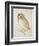 The Screech Owl-Albrecht Dürer-Framed Giclee Print