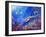 The Sea Dragon-Bill Bell-Framed Giclee Print