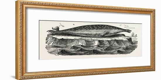 The Sea-Leopard, Sea Leopard-null-Framed Giclee Print