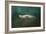 The Sea Lion Emerges-Jai Johnson-Framed Giclee Print