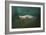 The Sea Lion Emerges-Jai Johnson-Framed Giclee Print