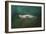 The Sea Lion Emerges-Jai Johnson-Framed Giclee Print