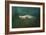 The Sea Lion Emerges-Jai Johnson-Framed Giclee Print