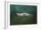 The Sea Lion Emerges-Jai Johnson-Framed Giclee Print