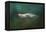 The Sea Lion Emerges-Jai Johnson-Framed Premier Image Canvas