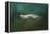 The Sea Lion Emerges-Jai Johnson-Framed Premier Image Canvas