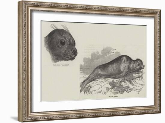 The Sea Lioness-null-Framed Giclee Print