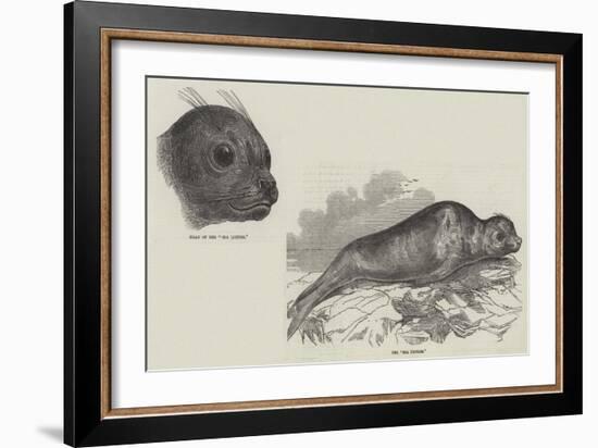 The Sea Lioness-null-Framed Giclee Print