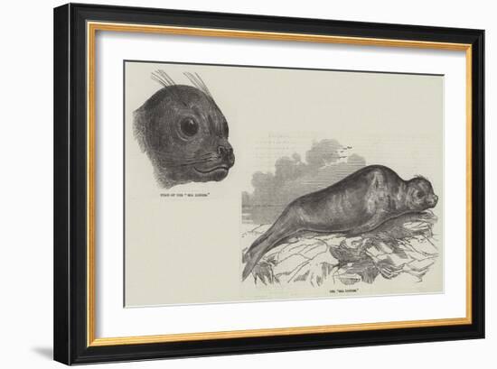 The Sea Lioness-null-Framed Giclee Print