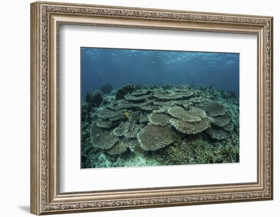 The Seafloor Is Covered by Reef-Building Corals in Indonesia-Stocktrek Images-Framed Photographic Print