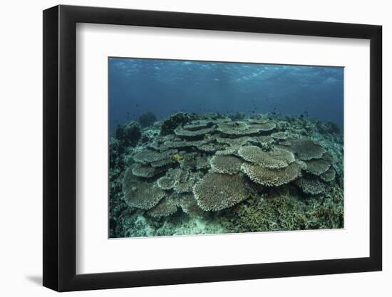 The Seafloor Is Covered by Reef-Building Corals in Indonesia-Stocktrek Images-Framed Photographic Print