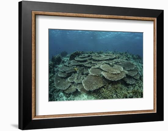 The Seafloor Is Covered by Reef-Building Corals in Indonesia-Stocktrek Images-Framed Photographic Print