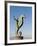 The Seahorse Sculpture on the Malecon, Puerto Vallarta, Jalisco, Mexico, North America-Michael DeFreitas-Framed Photographic Print