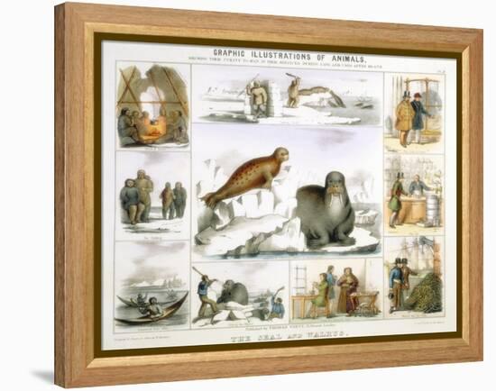 The Seal and the Walrus, C1850-Benjamin Waterhouse Hawkins-Framed Premier Image Canvas
