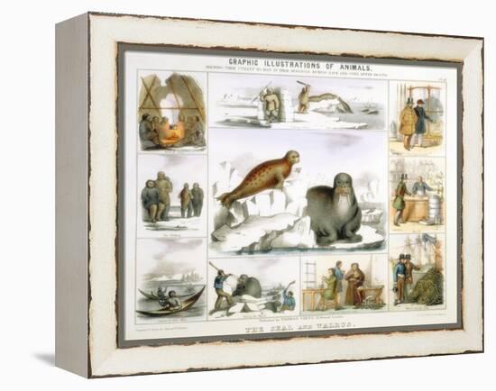 The Seal and the Walrus, C1850-Benjamin Waterhouse Hawkins-Framed Premier Image Canvas