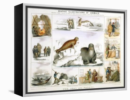 The Seal and the Walrus, C1850-Benjamin Waterhouse Hawkins-Framed Premier Image Canvas