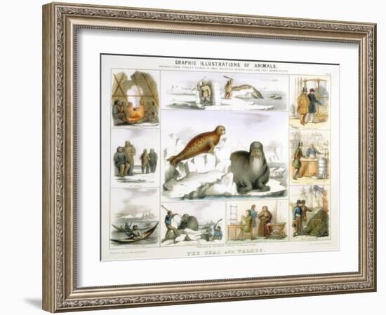 The Seal and the Walrus, C1850-Benjamin Waterhouse Hawkins-Framed Giclee Print